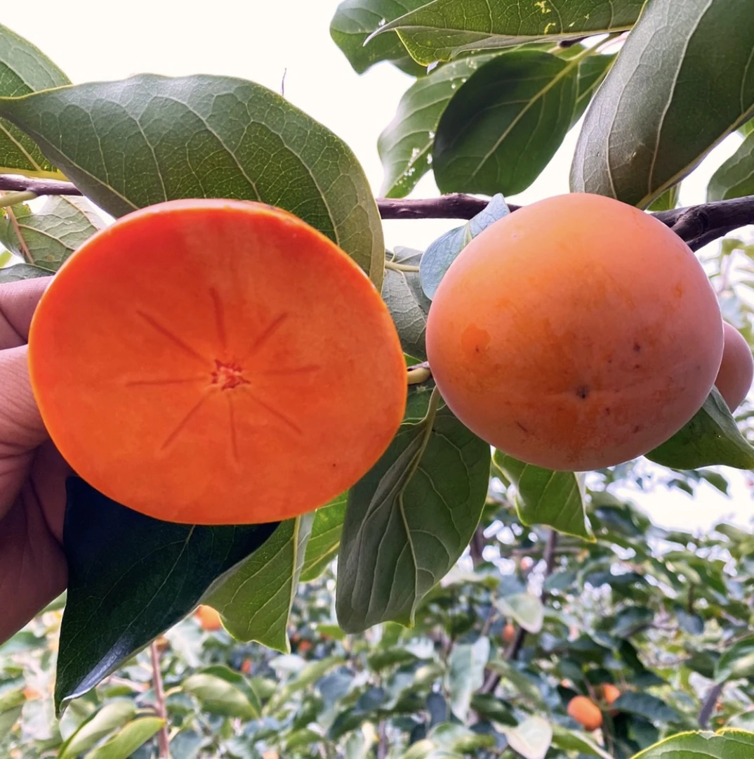 精品黄土高原柿子，到手直接可以吃，汁水多，甜度大