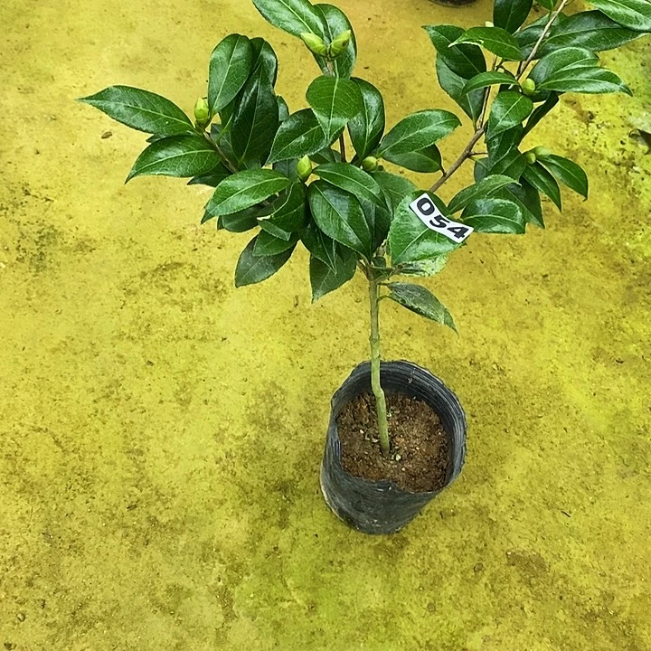 无花朵花鹤琳。 054。