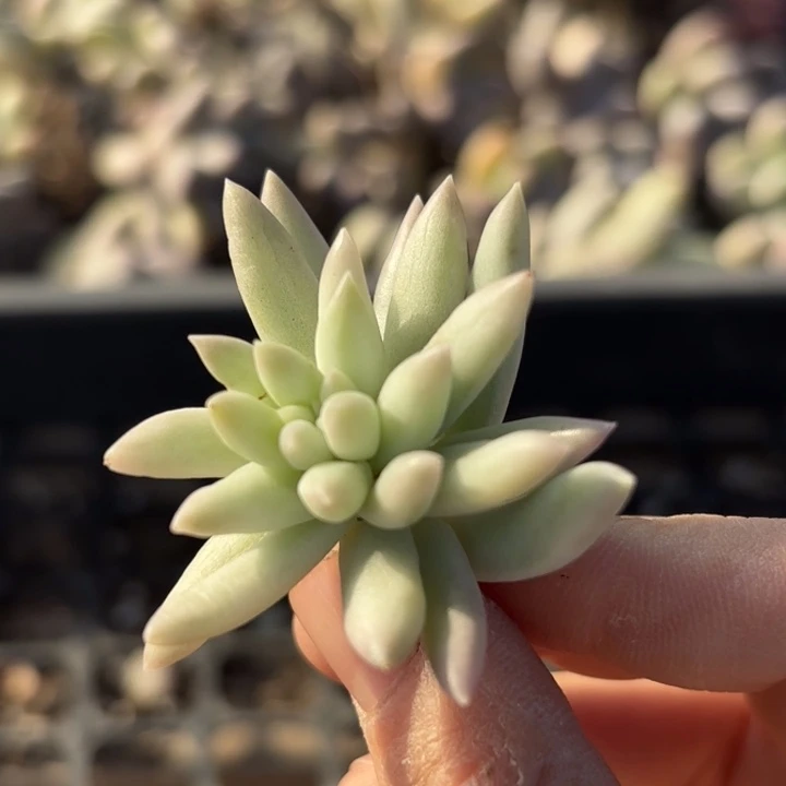 头盖锦多肉植物满18包邮当场凑单