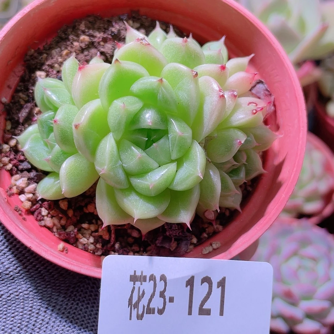 花利美23-121麦秆群