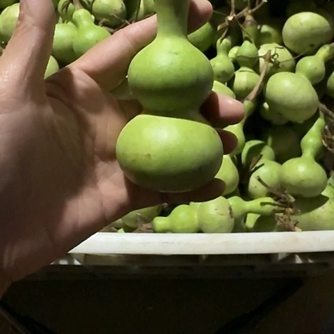 玲***～葫芦葫芦等经济作物和植物为食之