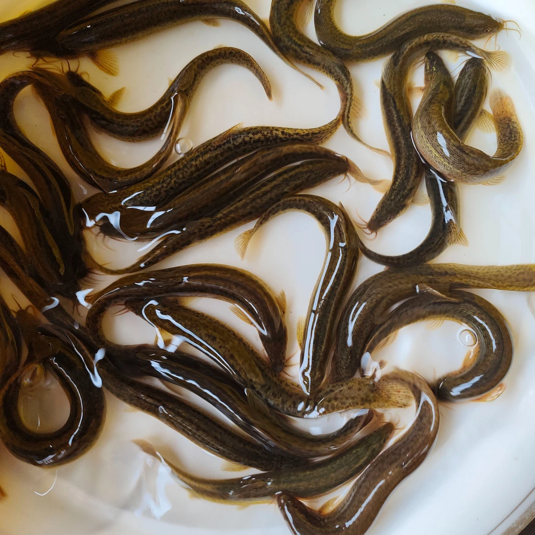 泥鳅鲜活喂养宠物龙鱼活饵乌龟饲料泥鳅养殖淡水观赏鱼垂钓