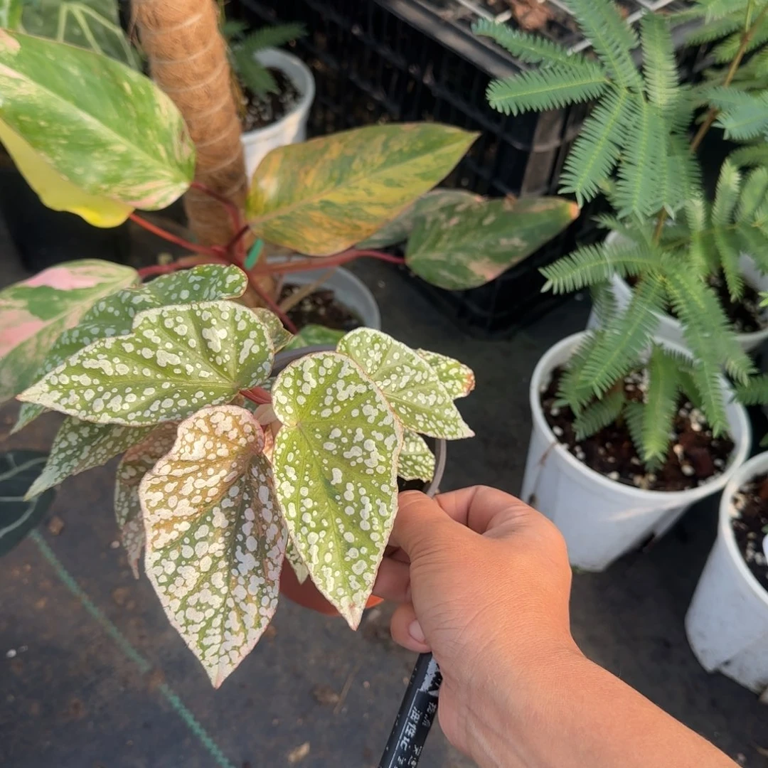 完全开放富士山锦