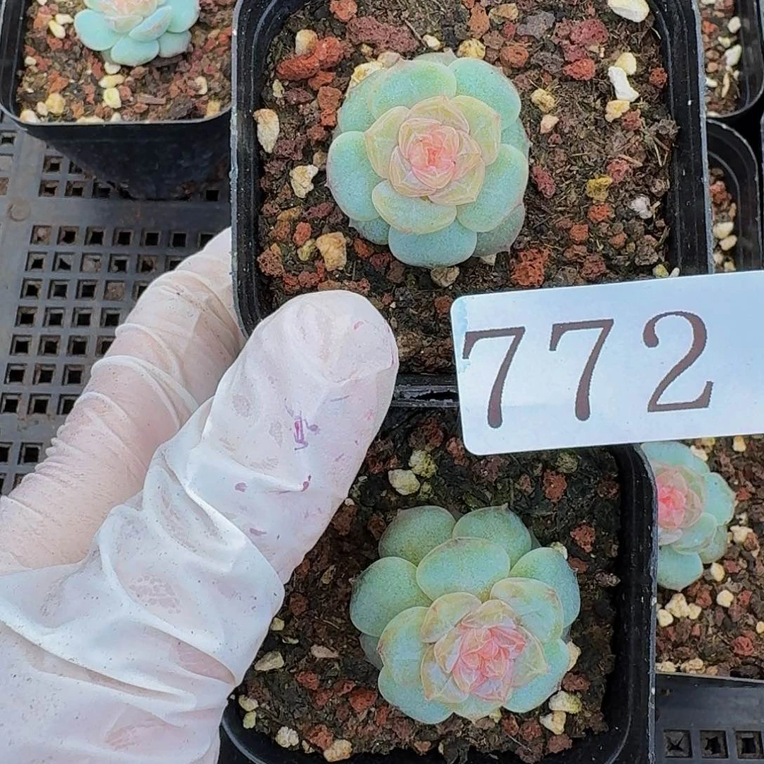 多肉植物多肉植物772