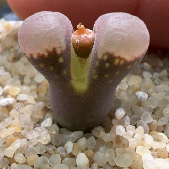 肯哈德一颗621。