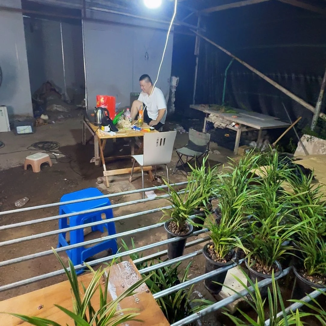 完全开放漂亮的宋梅春兰品种