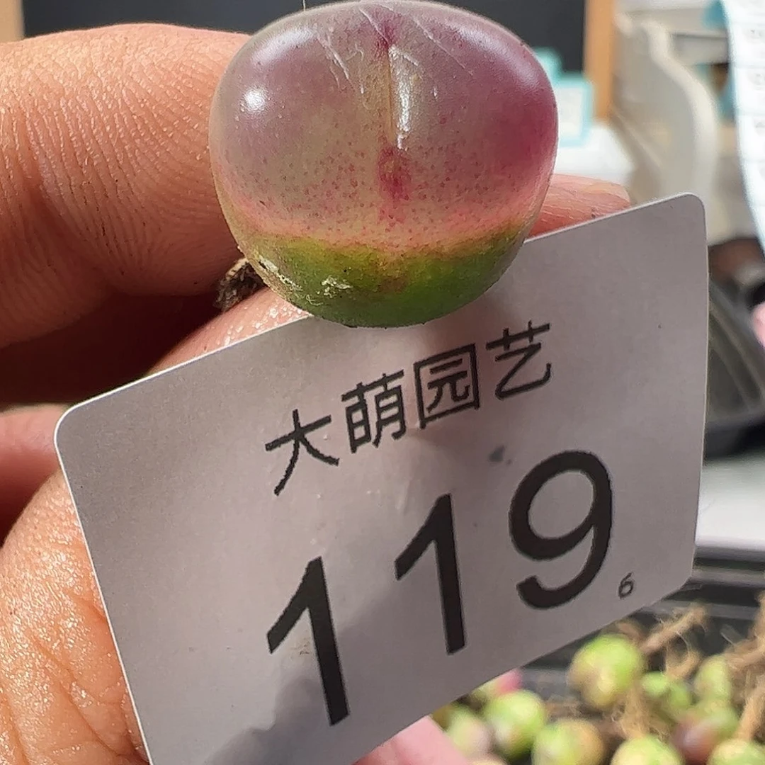 0000119 一物一拍……