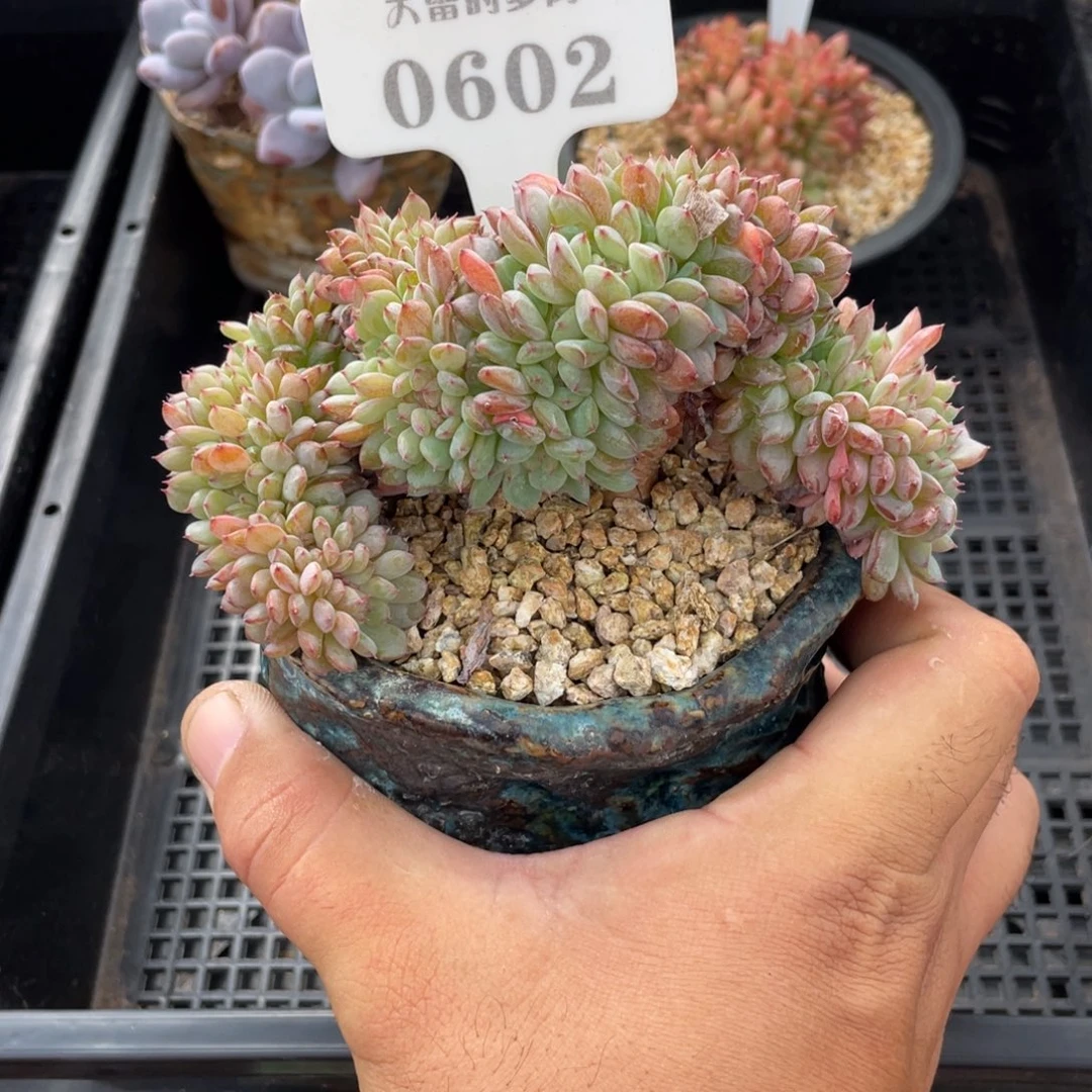 0602白胖子不带盆12厘米