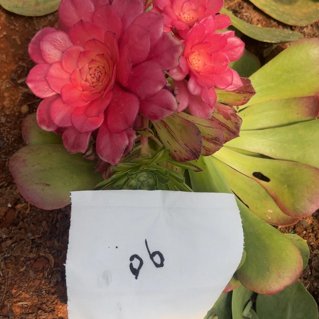 千****天精品多肉植物0000806