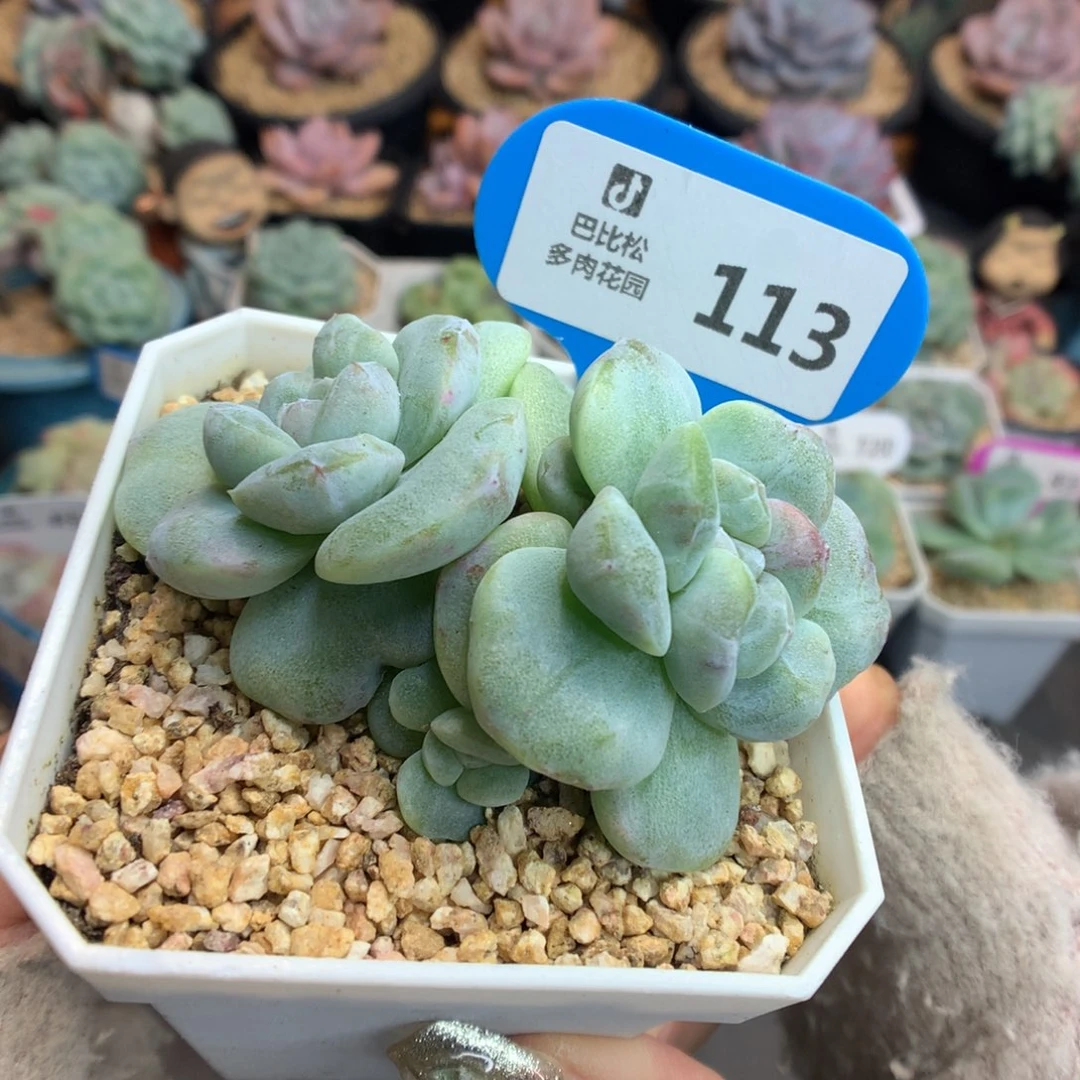 113三头冰玉石化多肉