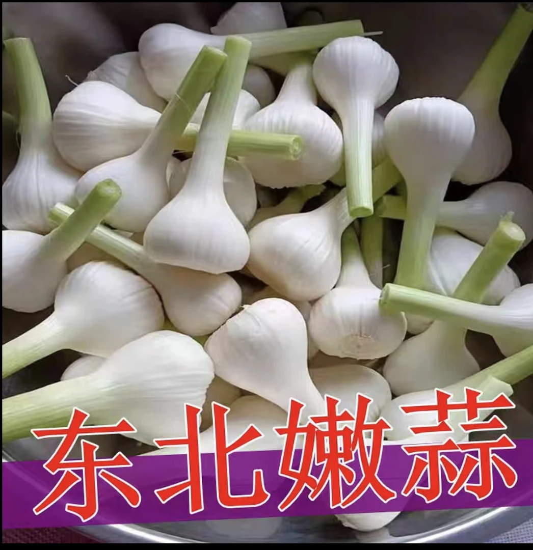 现挖新鲜白皮多瓣大蒜可腌糖醋蒜咸蒜酱油蒜