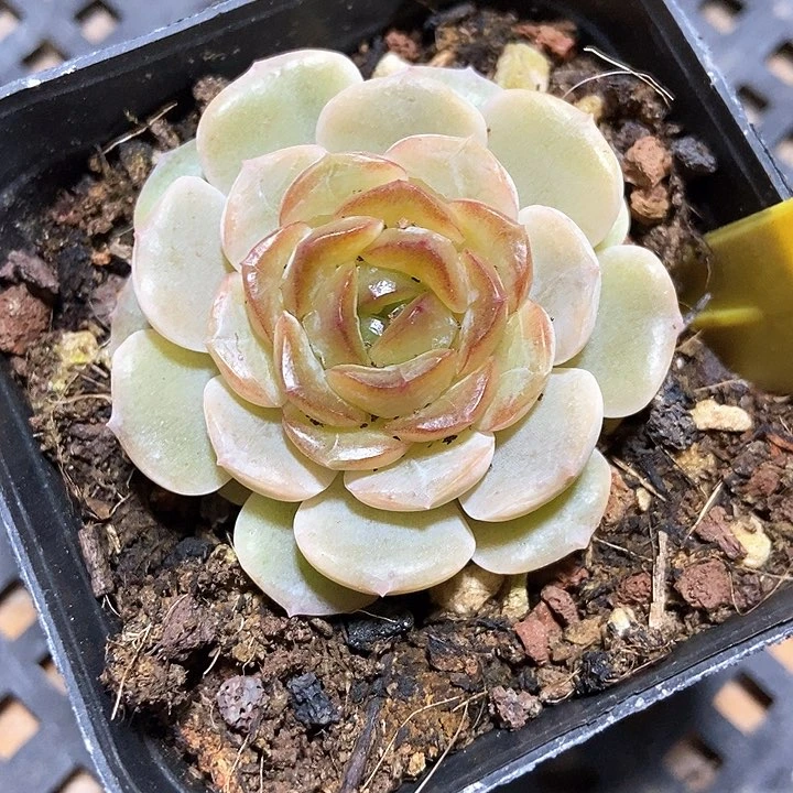 多肉植物容晶548