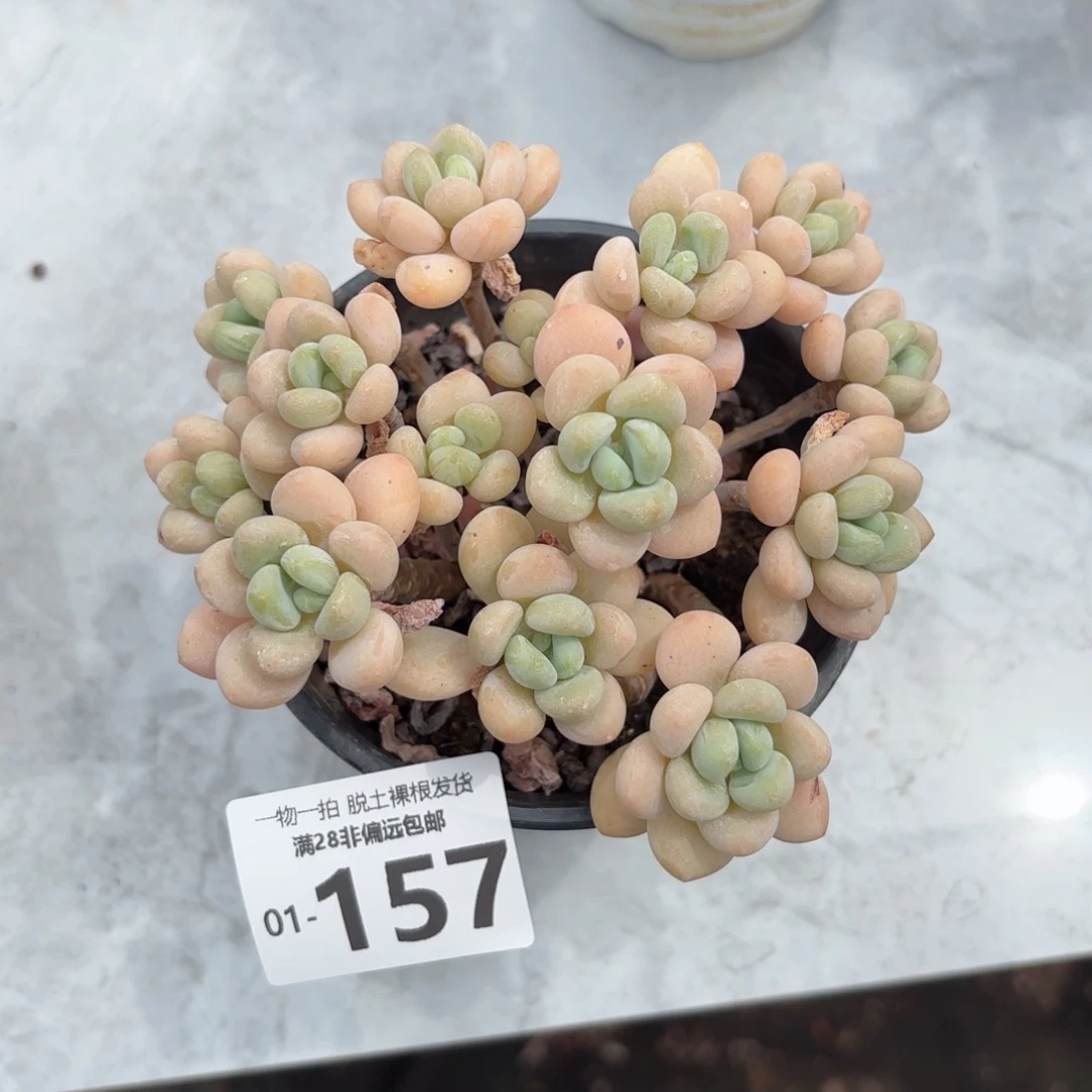 奶白糖老桩多肉多肉多肉