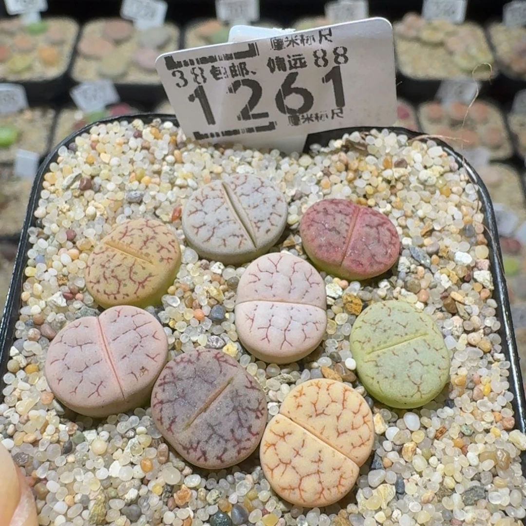 Ssss精品生石花1261彩荒