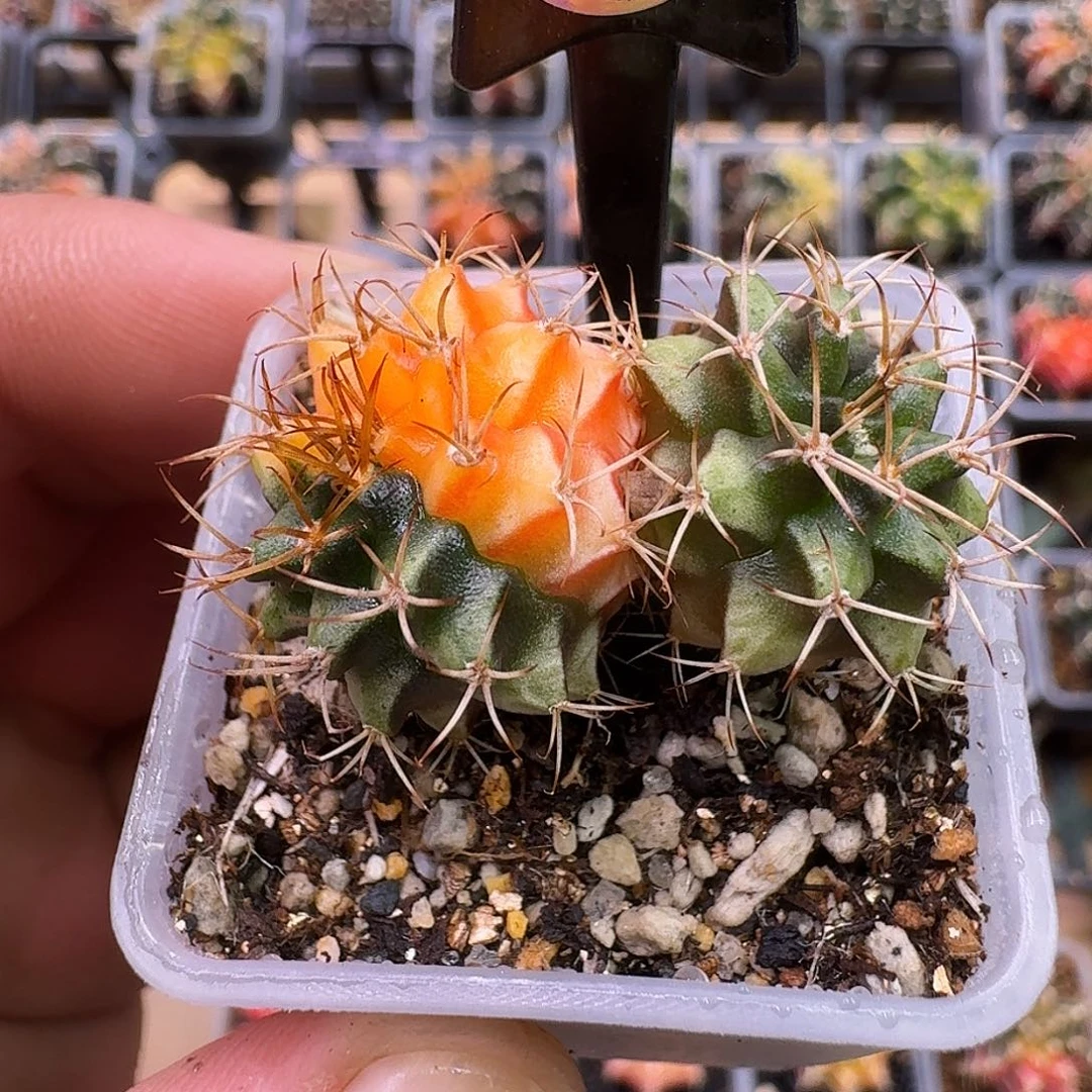 米哈实生自然锦原盆发104