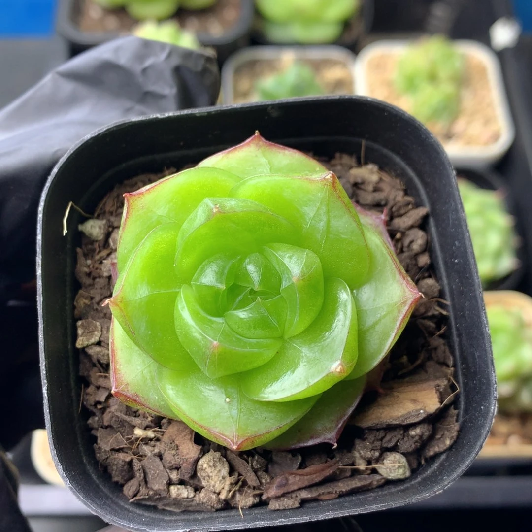 58包邮  群生不包整 21