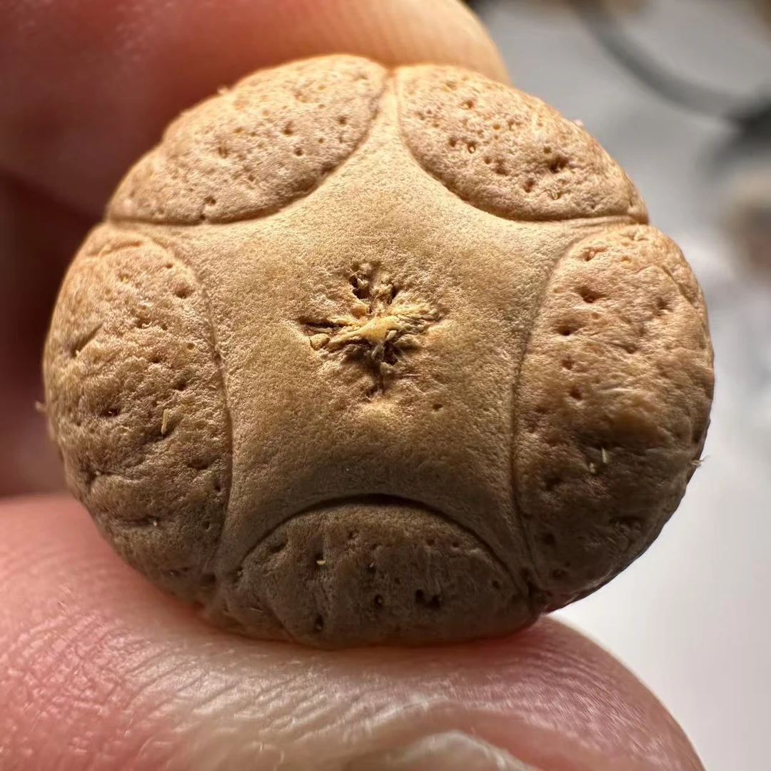 尼泊尔五星菩提，尺寸19，sss系列，货号87