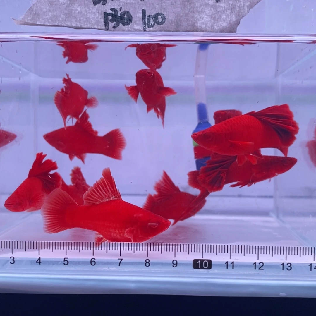 红剑鱼高鳍红剑清缸瑕疵7条送3条