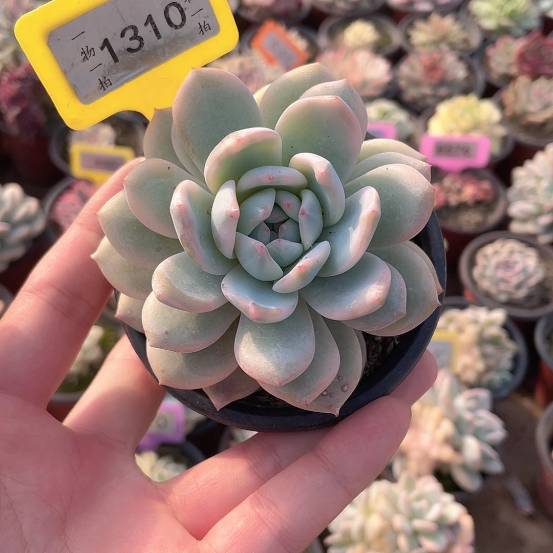 旋叶梦露锦1310号