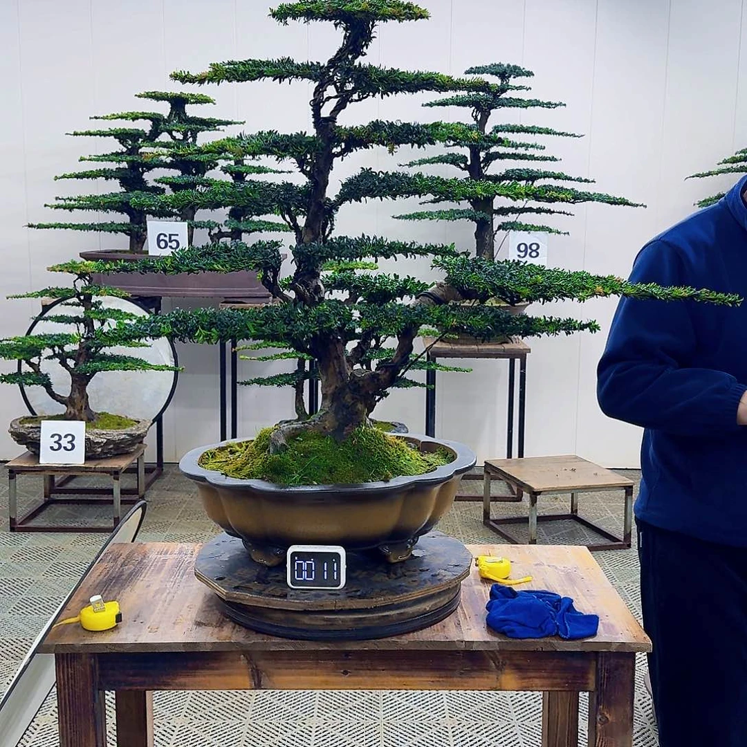 无花朵珍珠红芽罗汉松造型盆景