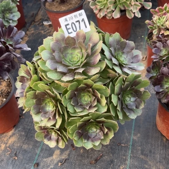 071万圣节不包断枝