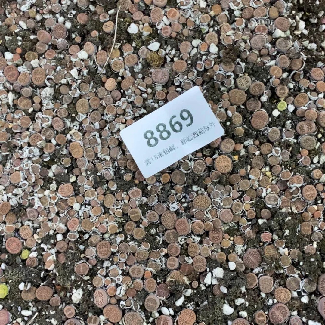 *****8869。