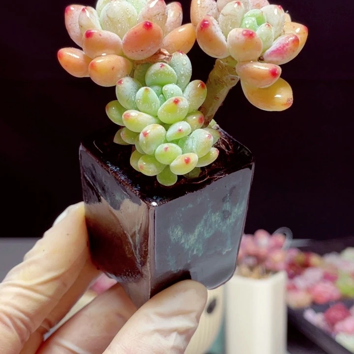 罗琦样品1颗带陶瓷盆号1