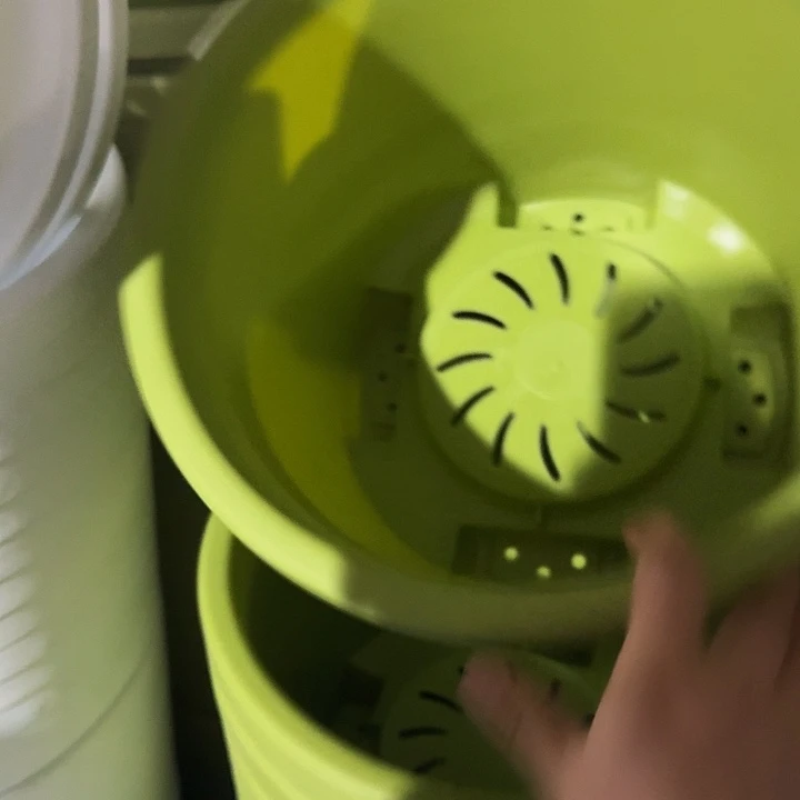 球根盆4号果绿无托5个