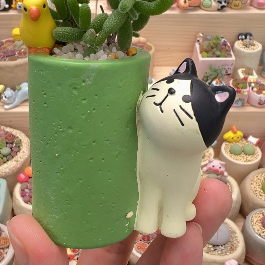 多肉植物20号枝干