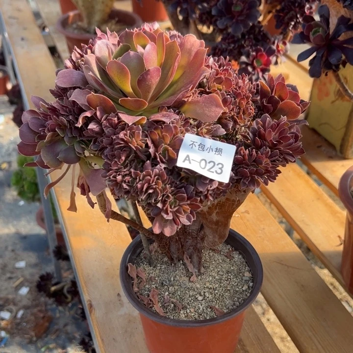 023 玫瑰缀带断枝宽25公分