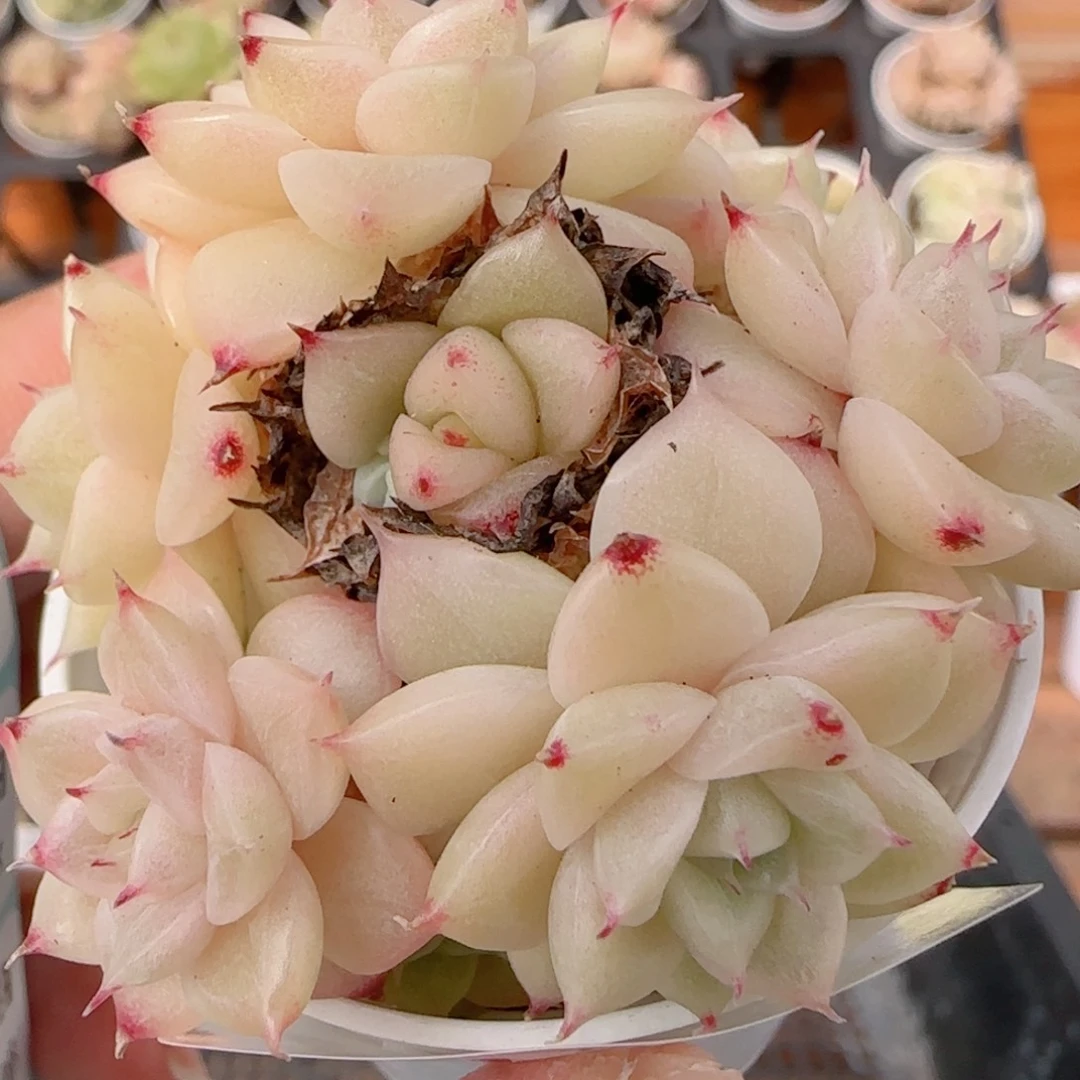 花语多肉1228-270散