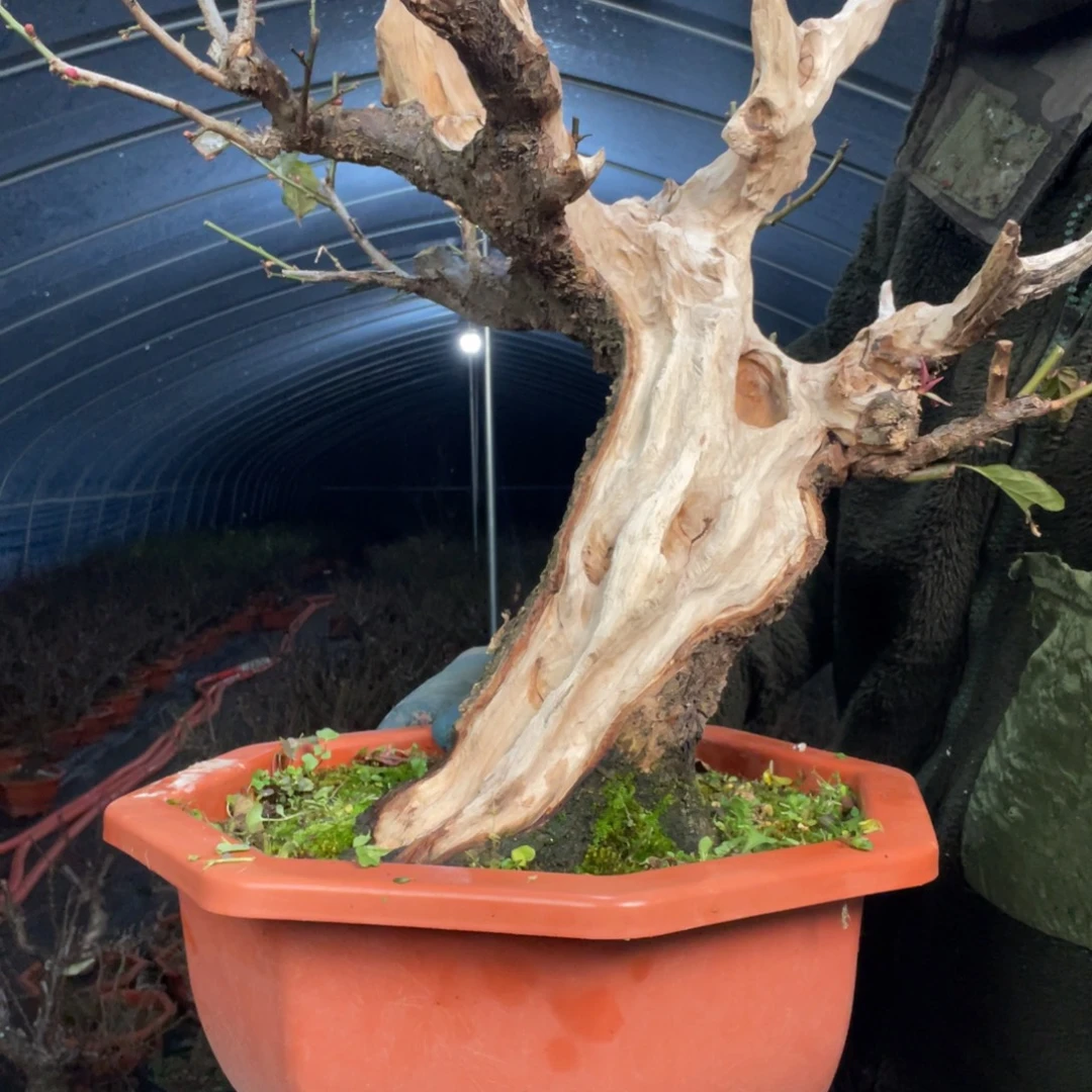 无花朵梅花舍利老桩