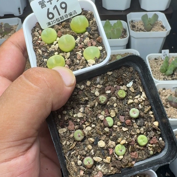拉登5颗带盆土小红嘴8颗带盆土。