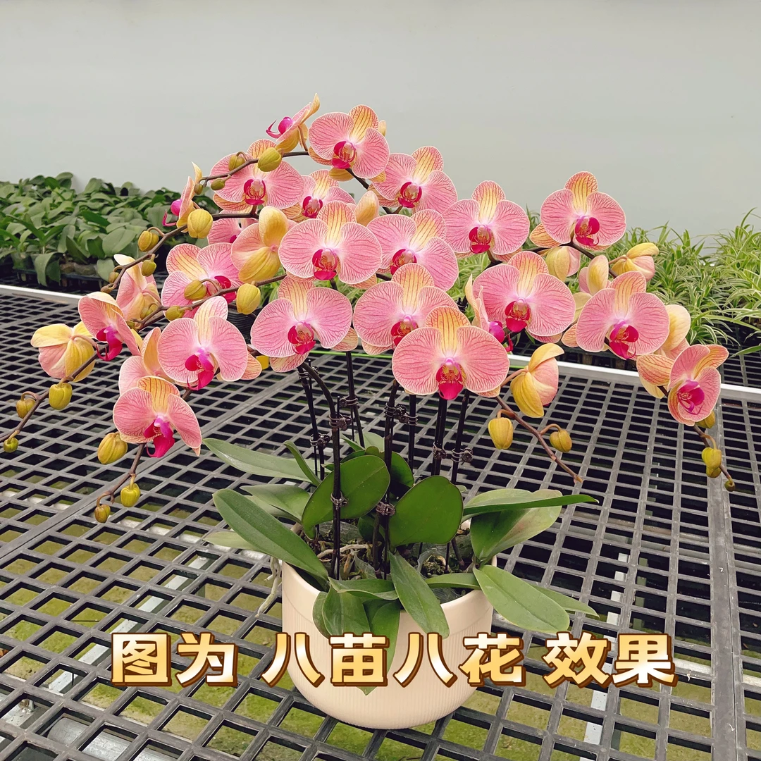 05【和旋】精品蝴蝶兰.室内植物