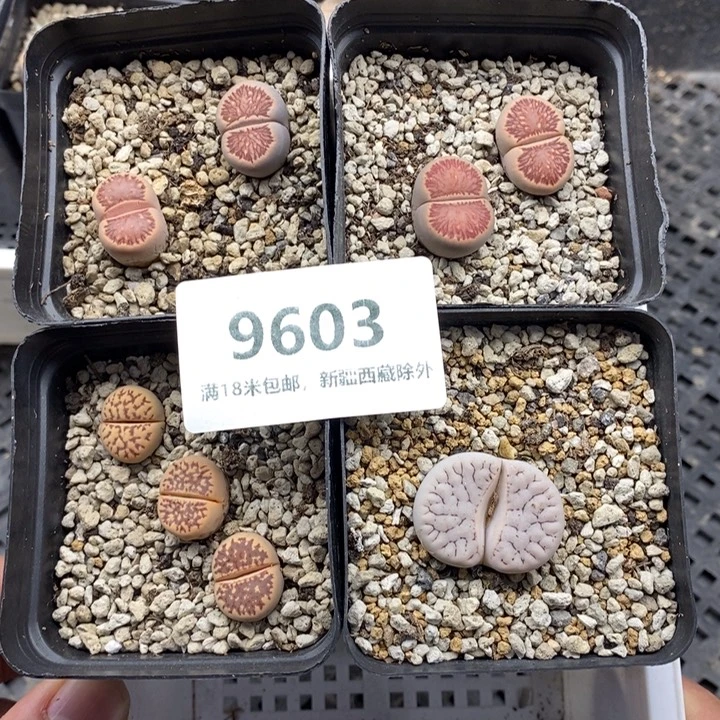 9603。