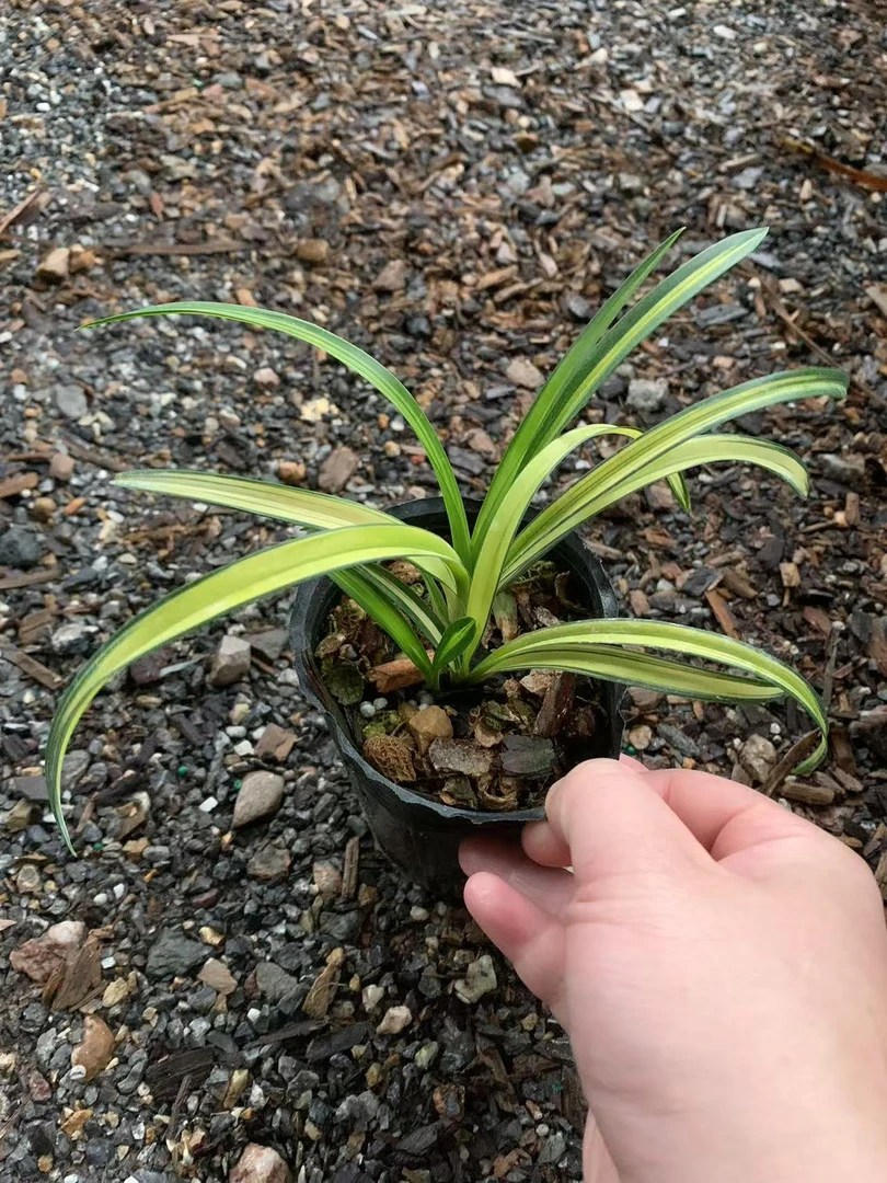 名贵春兰精品中透［吉祥如意］矮种盆栽绿植