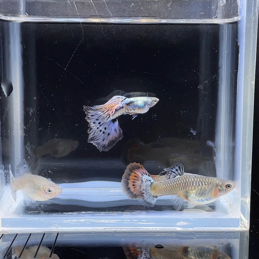 孔雀鱼银河半月紫罗兰