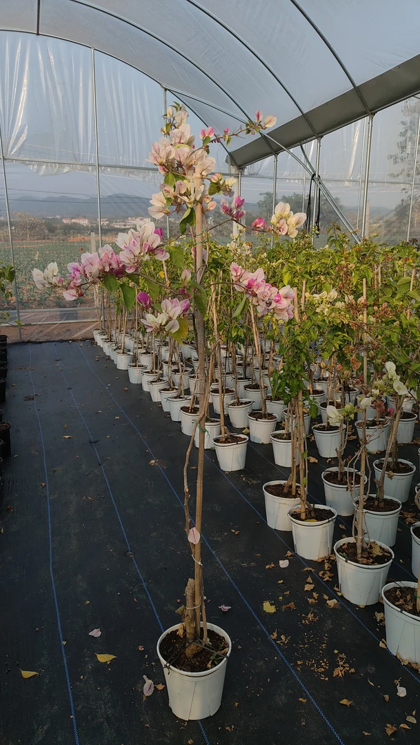 【漳红樱】三角梅高飘盆苗盆景四季开花直播