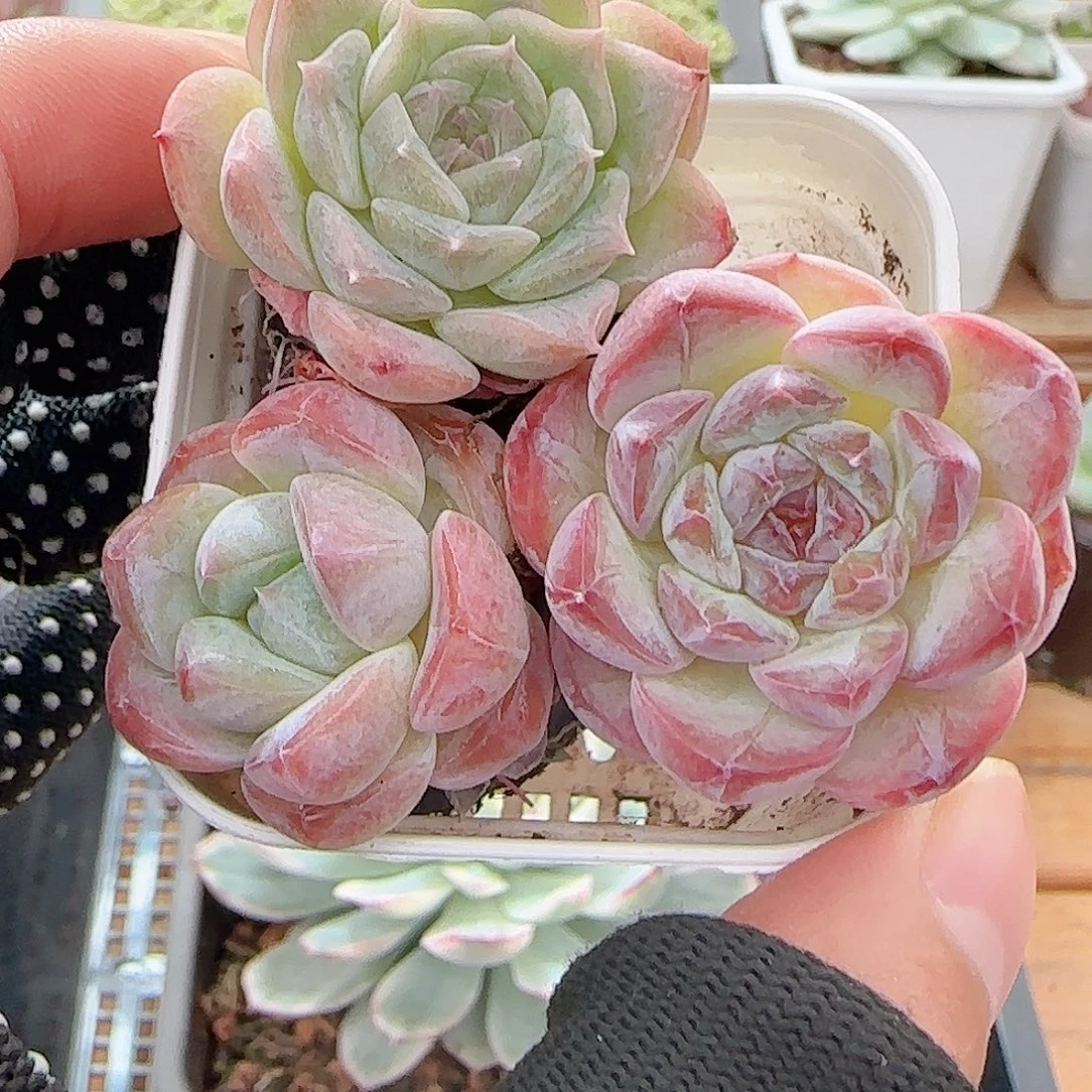 多肉0731-224三拼