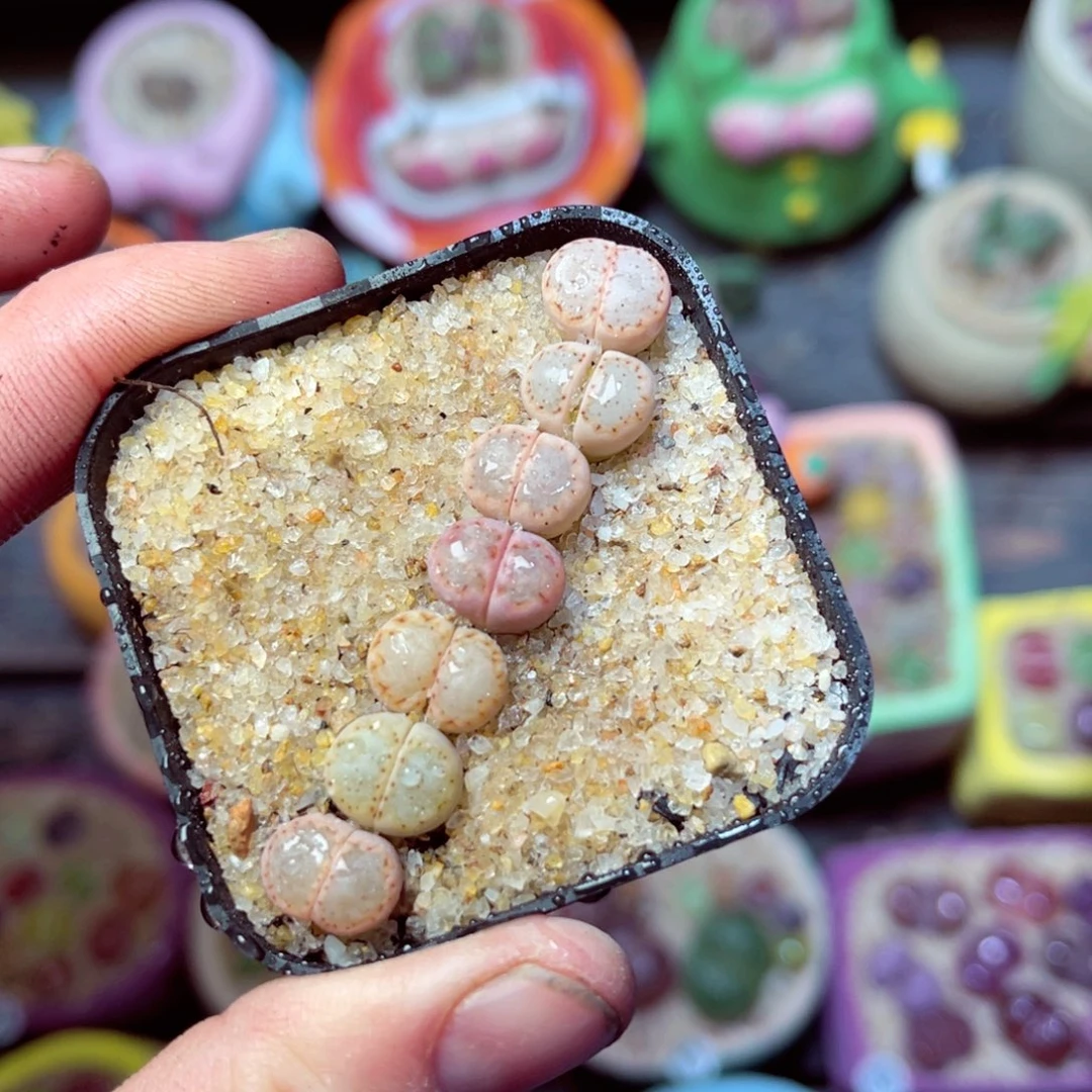 236生石花带盆发