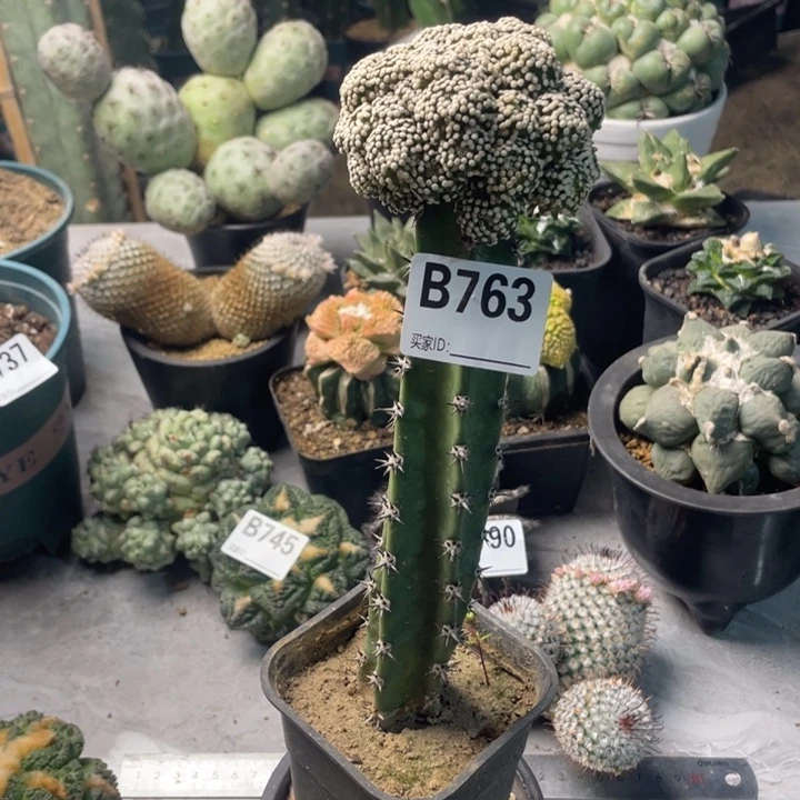 763松针牡丹仙人球