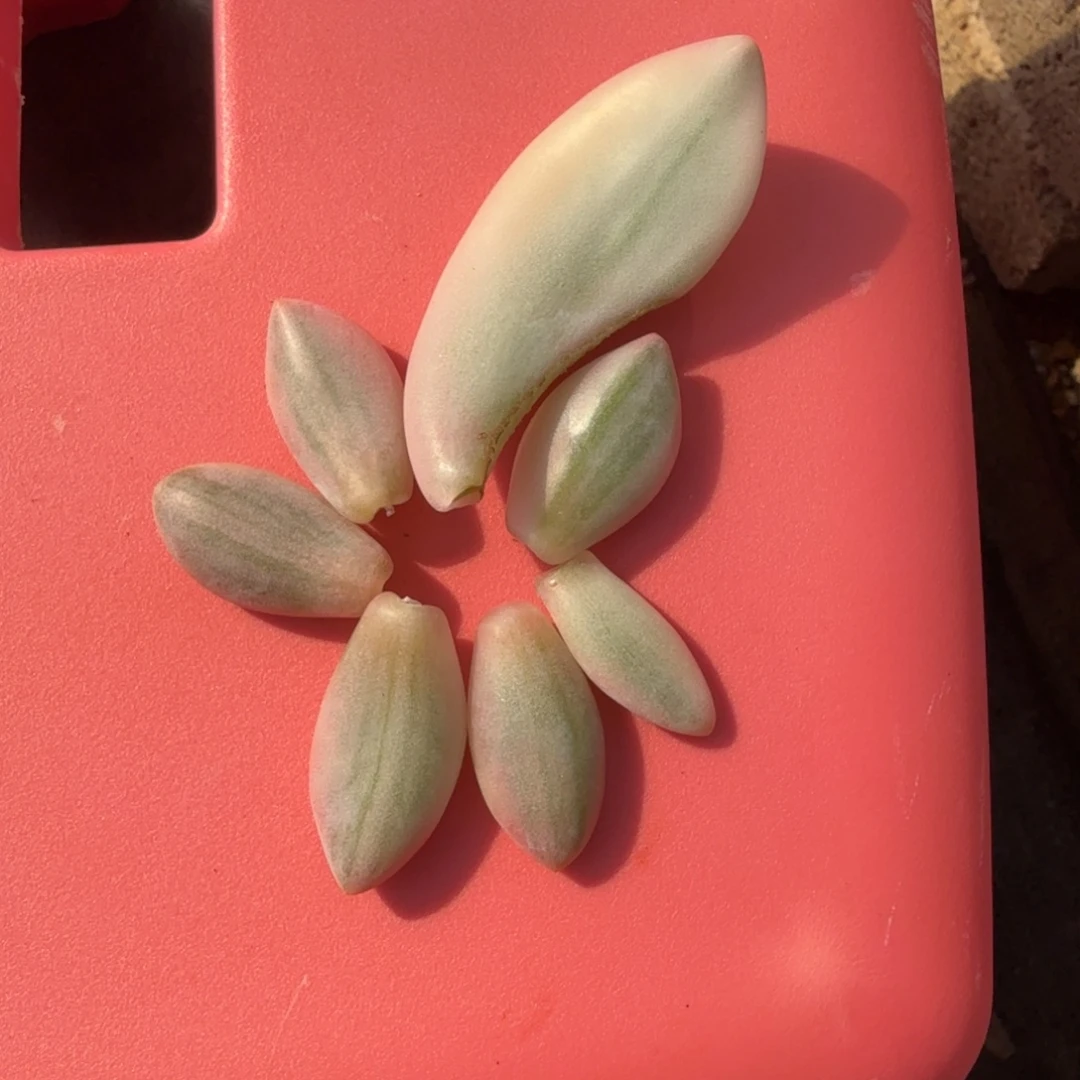 粉兔锦叶片七片一组