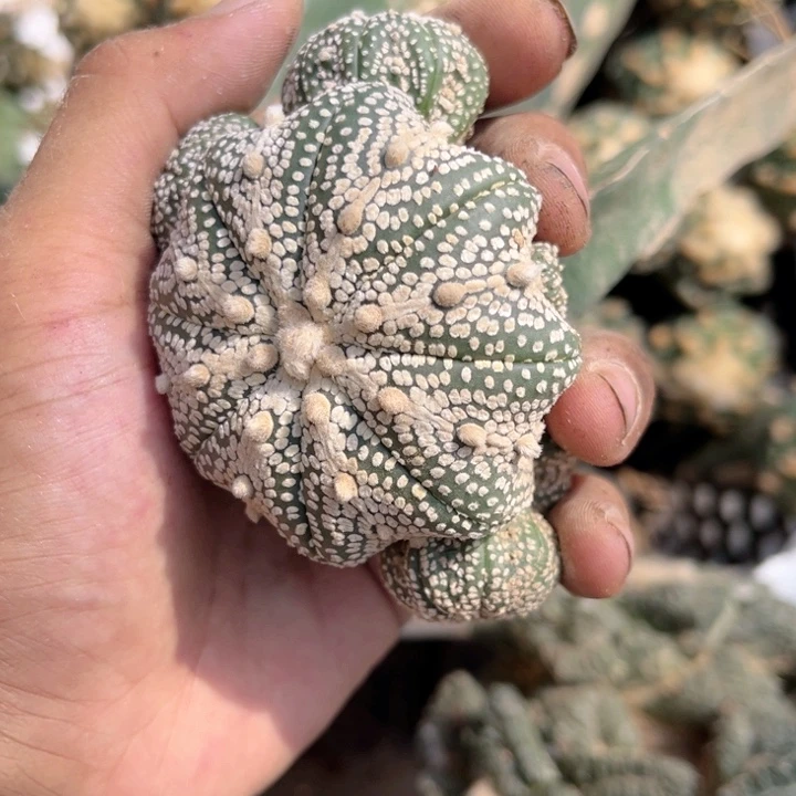 奇迹兜群头三角嫁接90