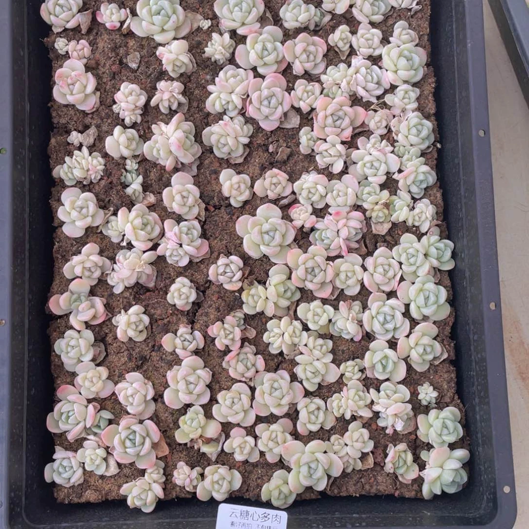 胡*玖云糖心多肉植物422