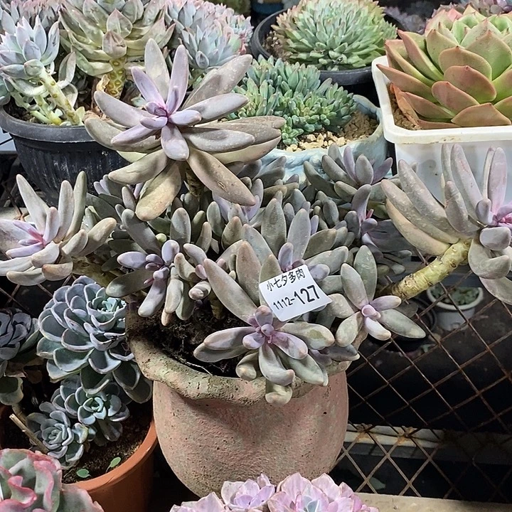 小七夕多肉红手指127