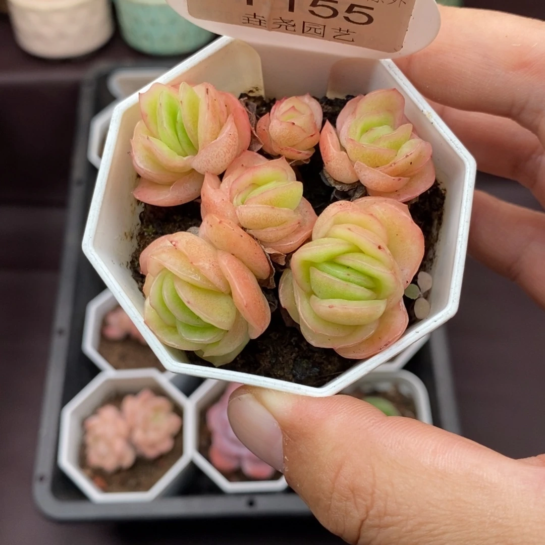 0155 冰玫瑰 6cm。