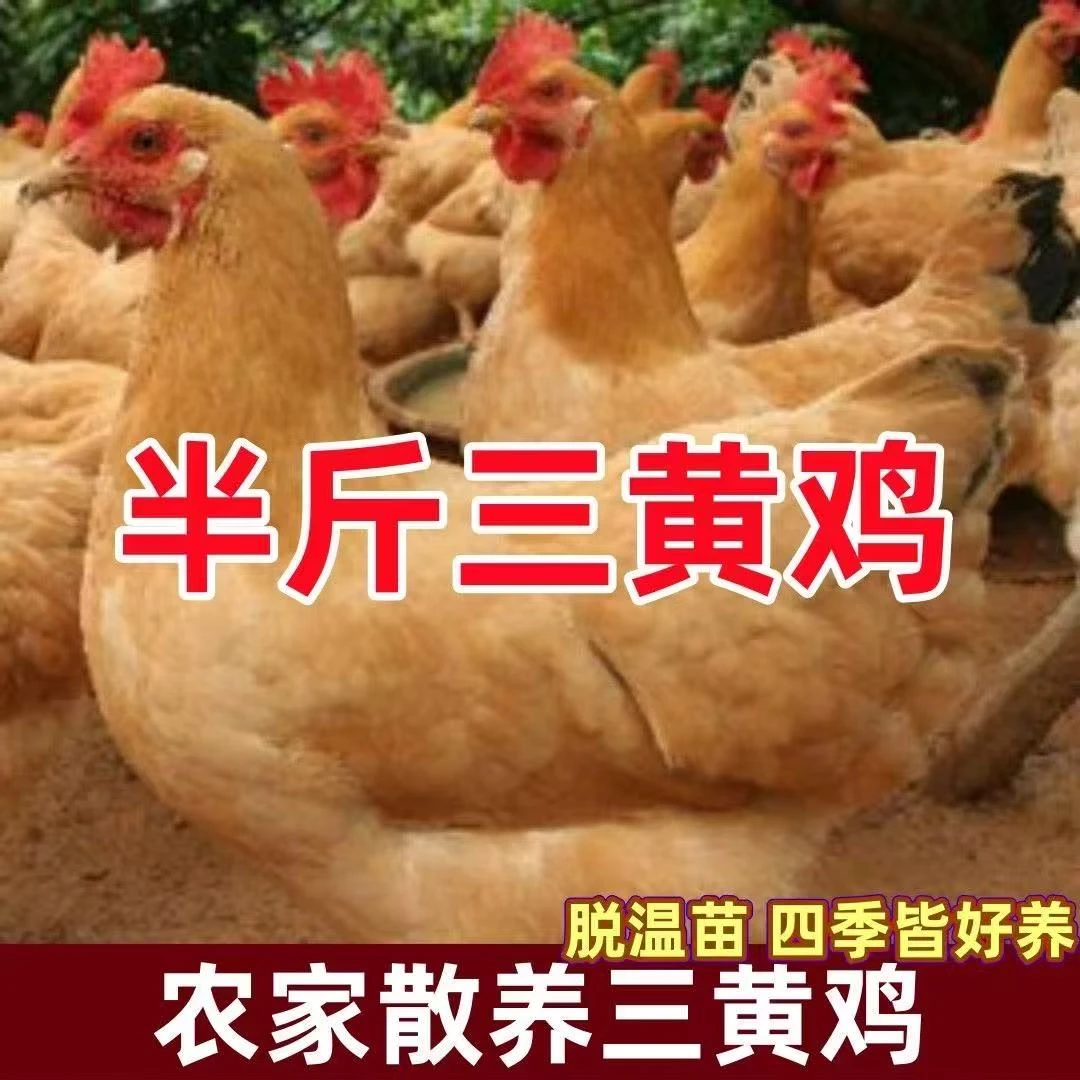 三黄鸡.正宗土鸡溜达鸡鲜美整只，
