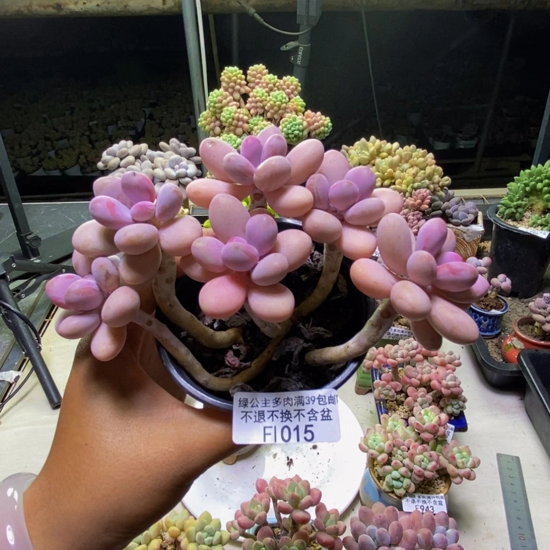 015糖果桃蛋多肉10cm