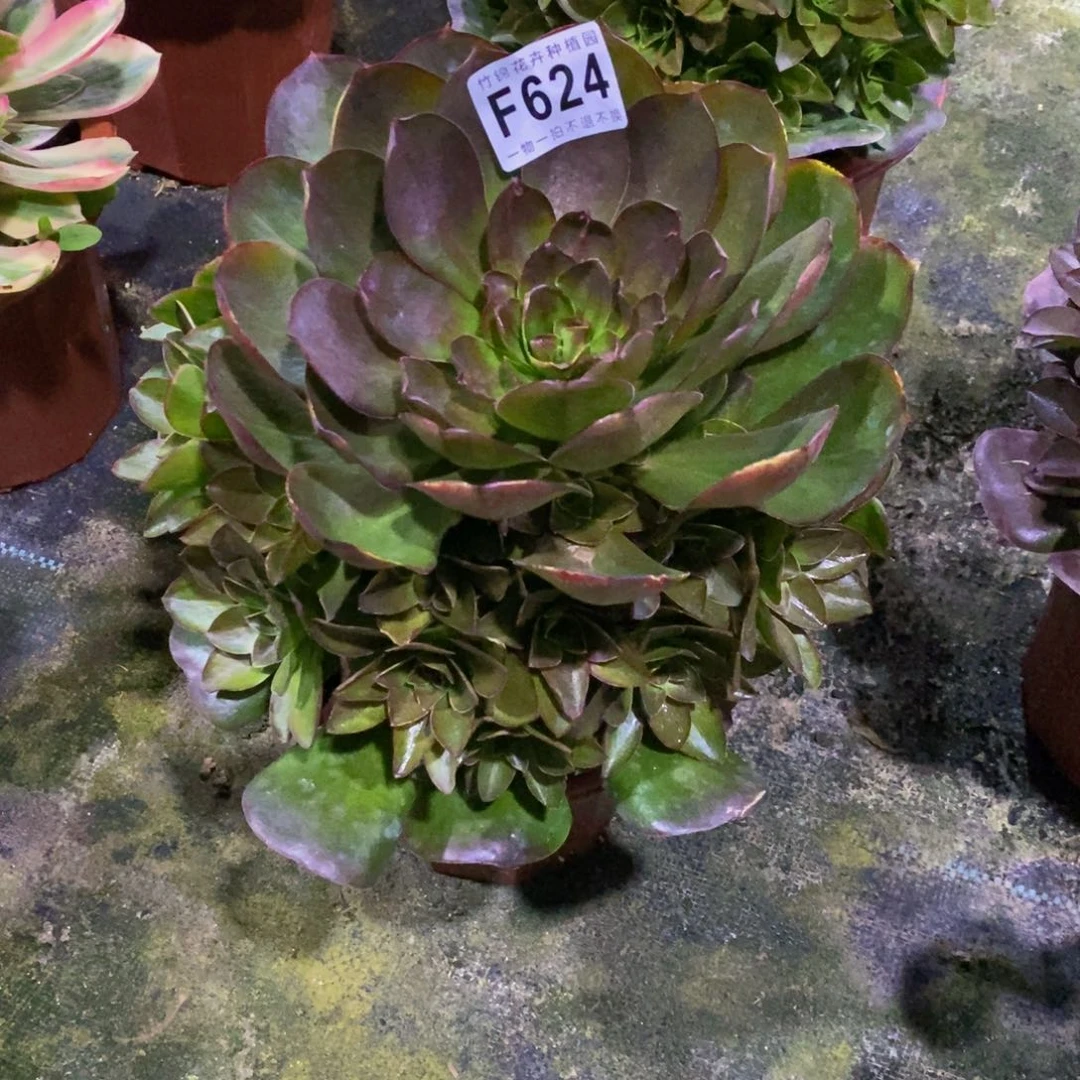 624魅金玫瑰一棵