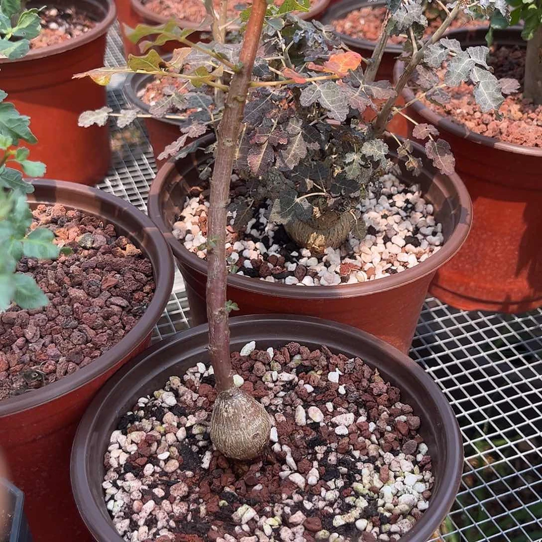 费乳乳香多肉植物一个